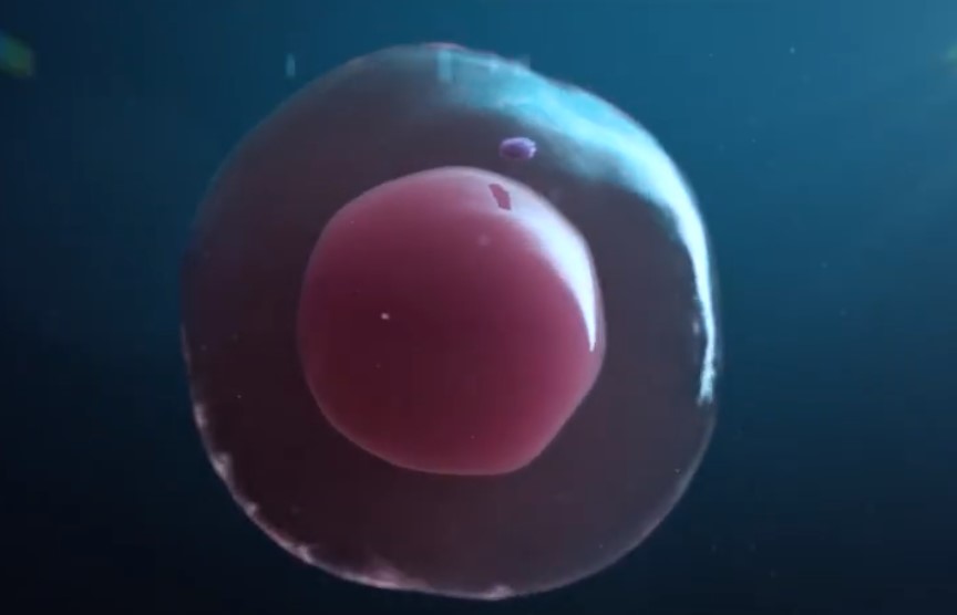 用Cinema 4D展示细胞有丝分裂过程
