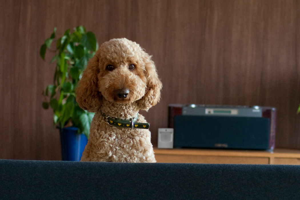 Door Sensors That Work with Nest