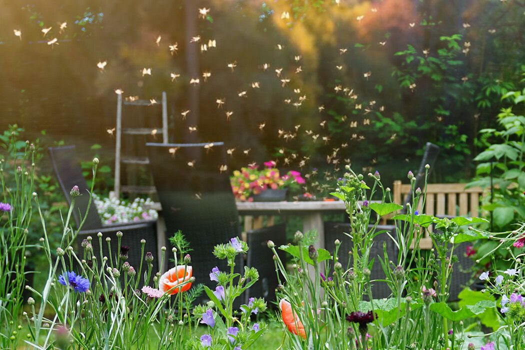 Backyard Garden Attracting Insects