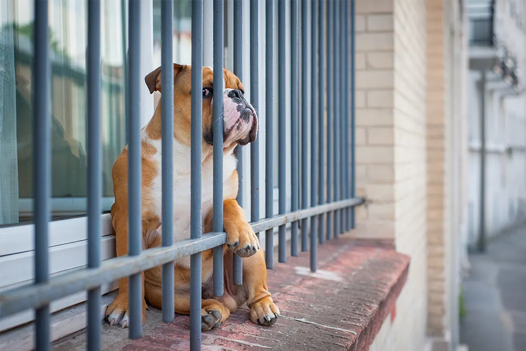 3 107 See-Through-Burglar-Bars-Yes,-They-Exist Desktop (2)