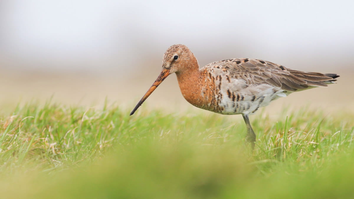Voorne Putten Vogelparadijs
