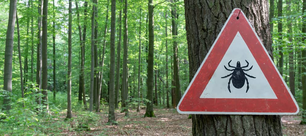 Alles over teken