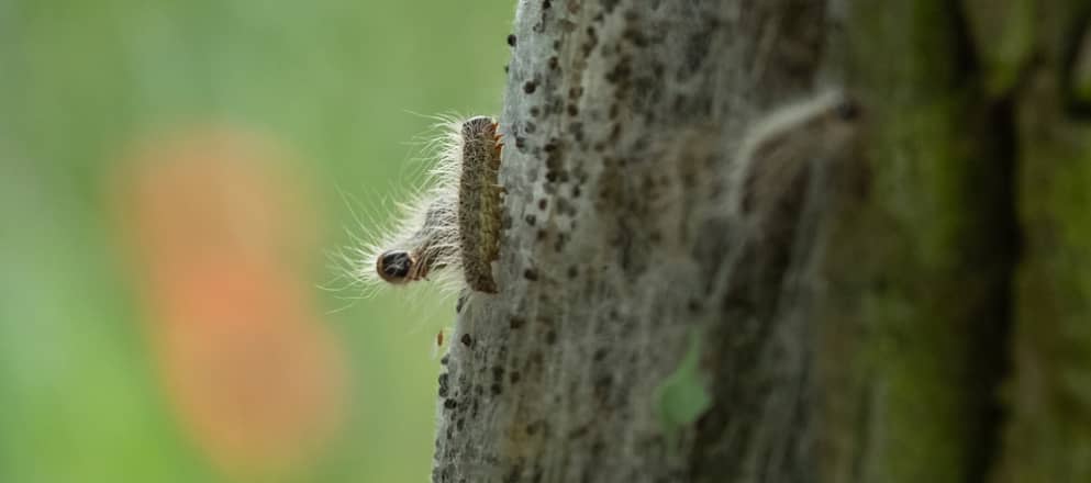 Processierups op boom