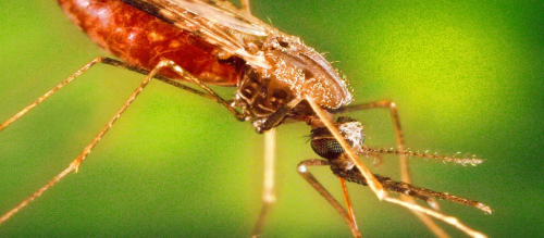 AI tool ‘98 per cent correct’ to predict mosquitoes’ age