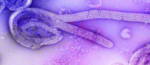 Recent Study on the Marburg Virus Disease in Equatorial Guinea