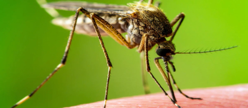 Researchers at John Hopkins Medicine map mosquito cells that may help the insects choose tastiest humans