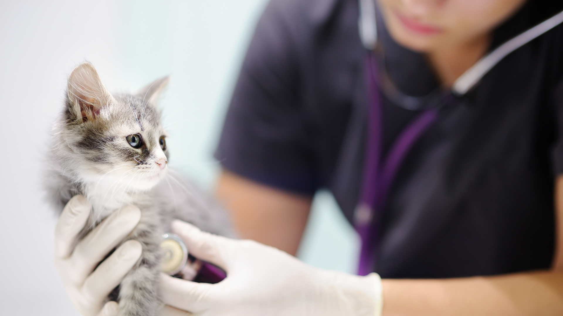 Why your veterinary practice should make the move to digital records