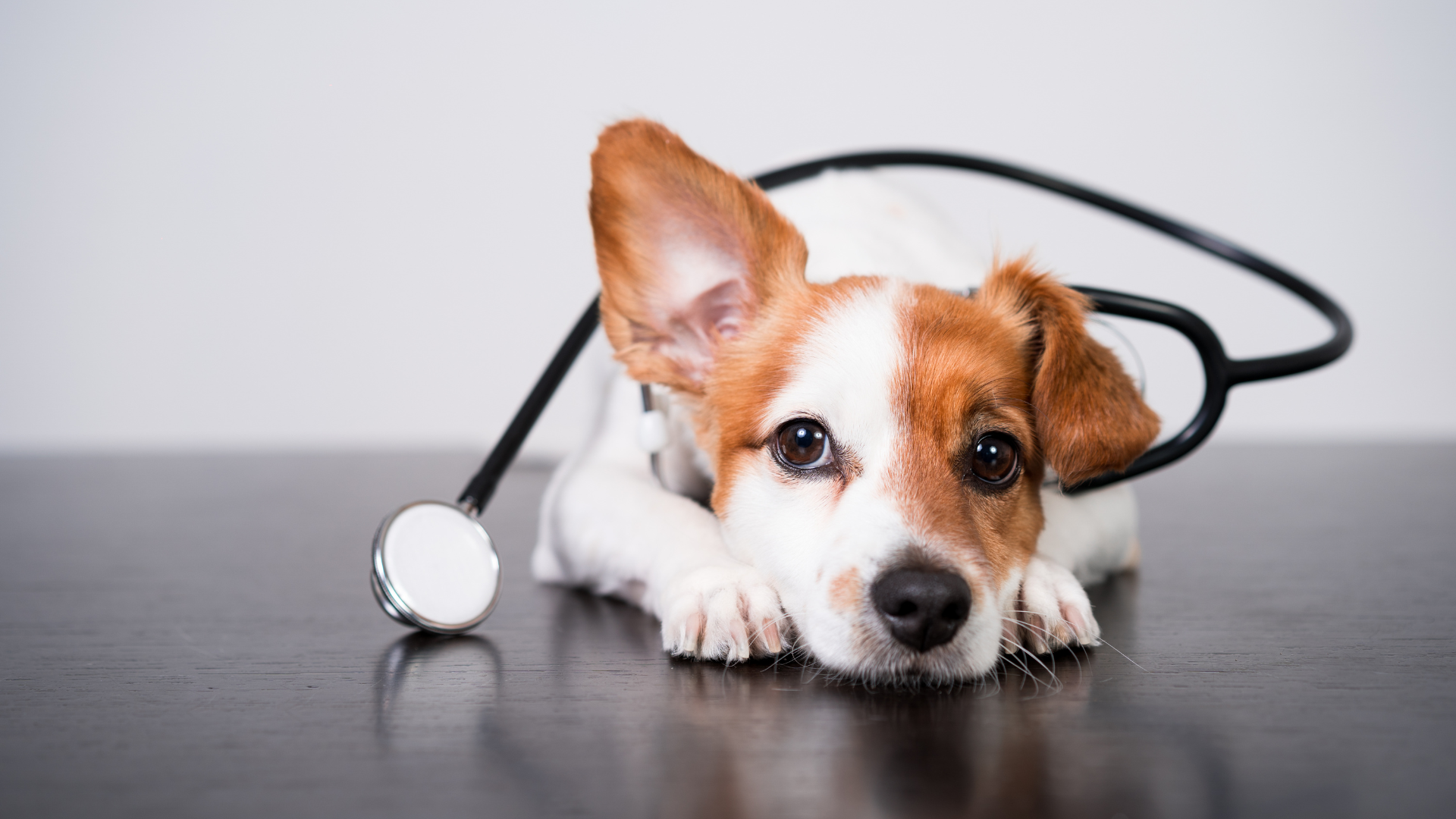 The benefits of cloud-based veterinary software in practice: All the pros of a server without the cons!