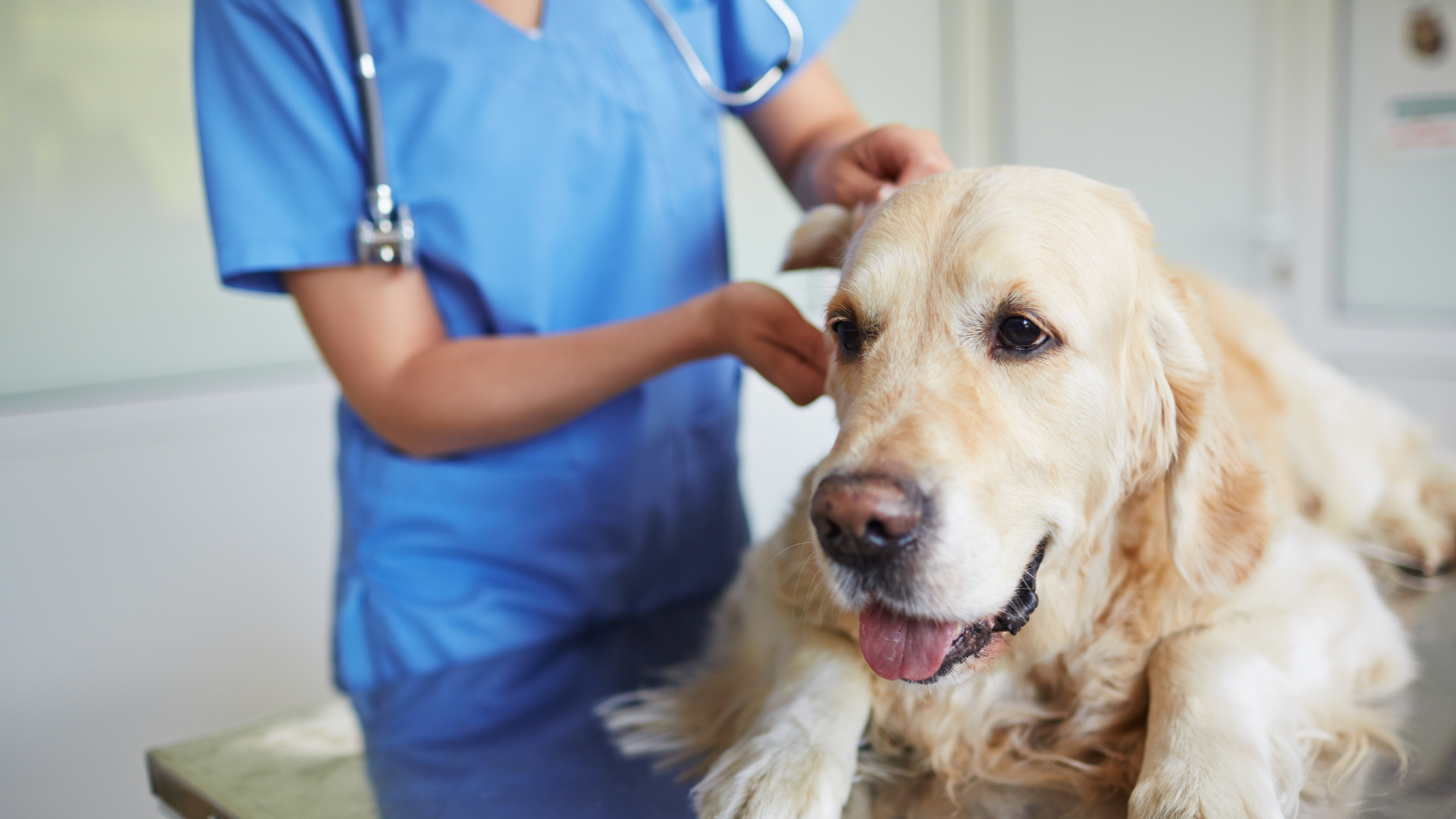 5 reasons to consider moving to veterinary whiteboard software