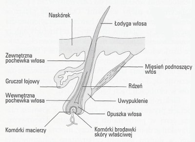 budowa włosa