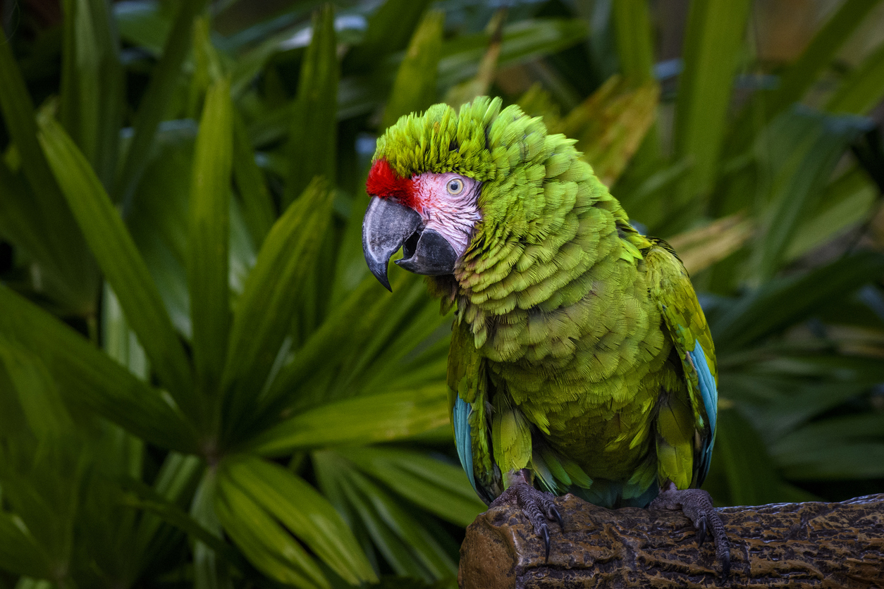 Un aviario es un espacio especialmente diseñado para albergar aves de diversas especies, tanto locales como exóticas, 