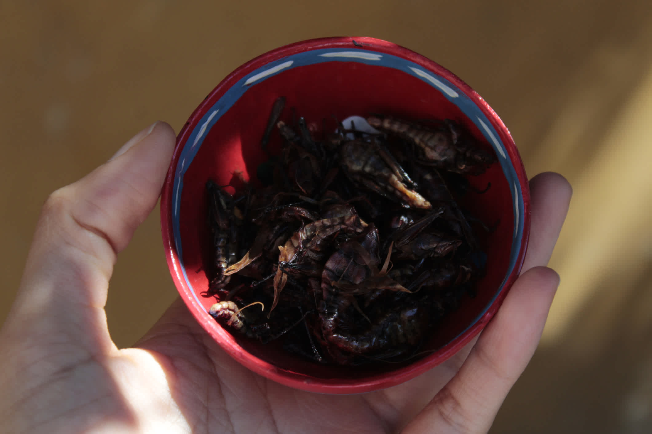 Chapulines comestibles