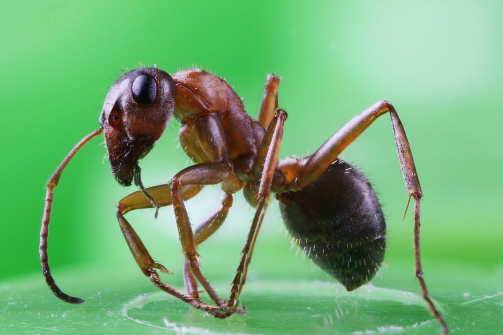 Hormiga nucú, exótico manjar 