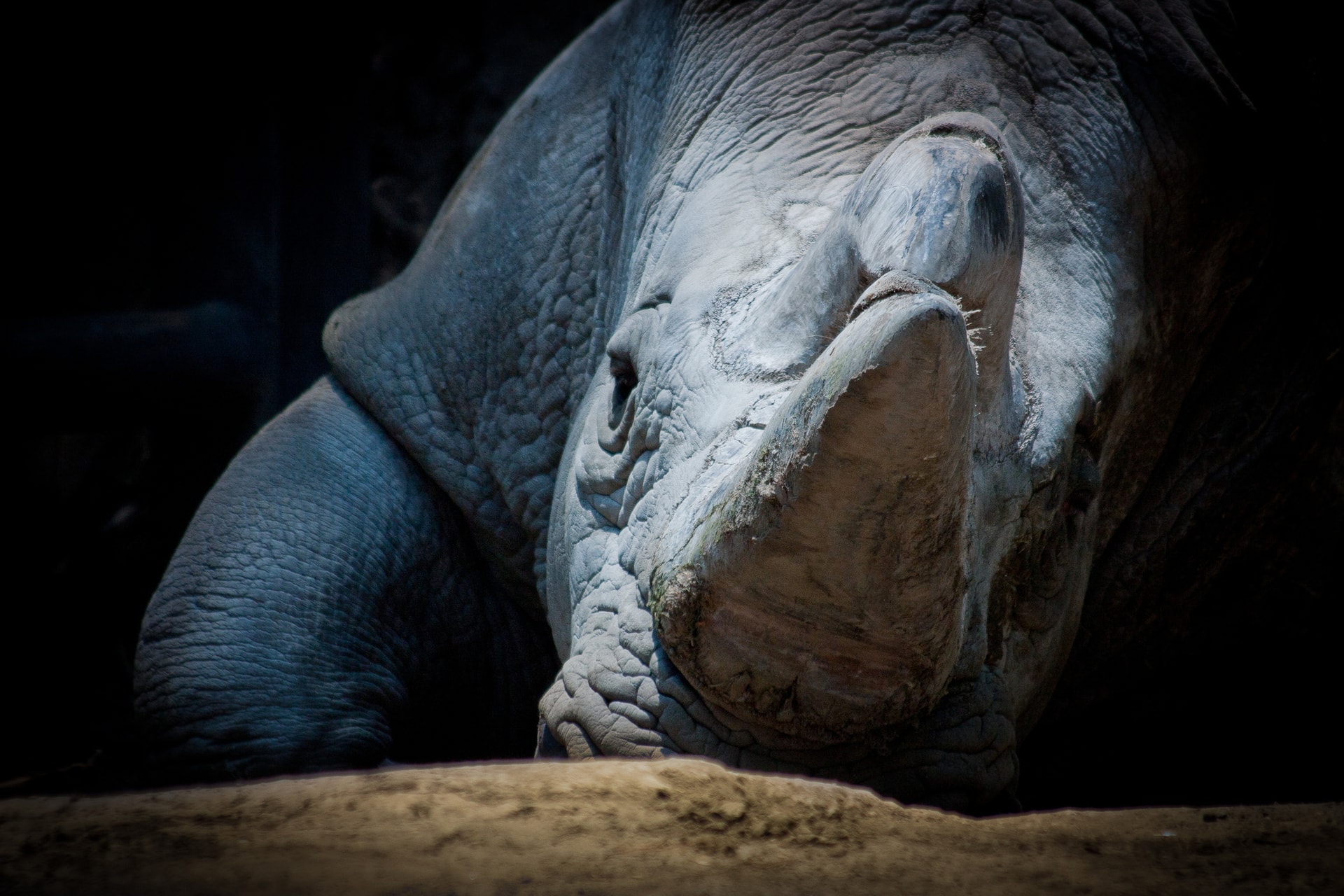 Rinoceronte en zoologico