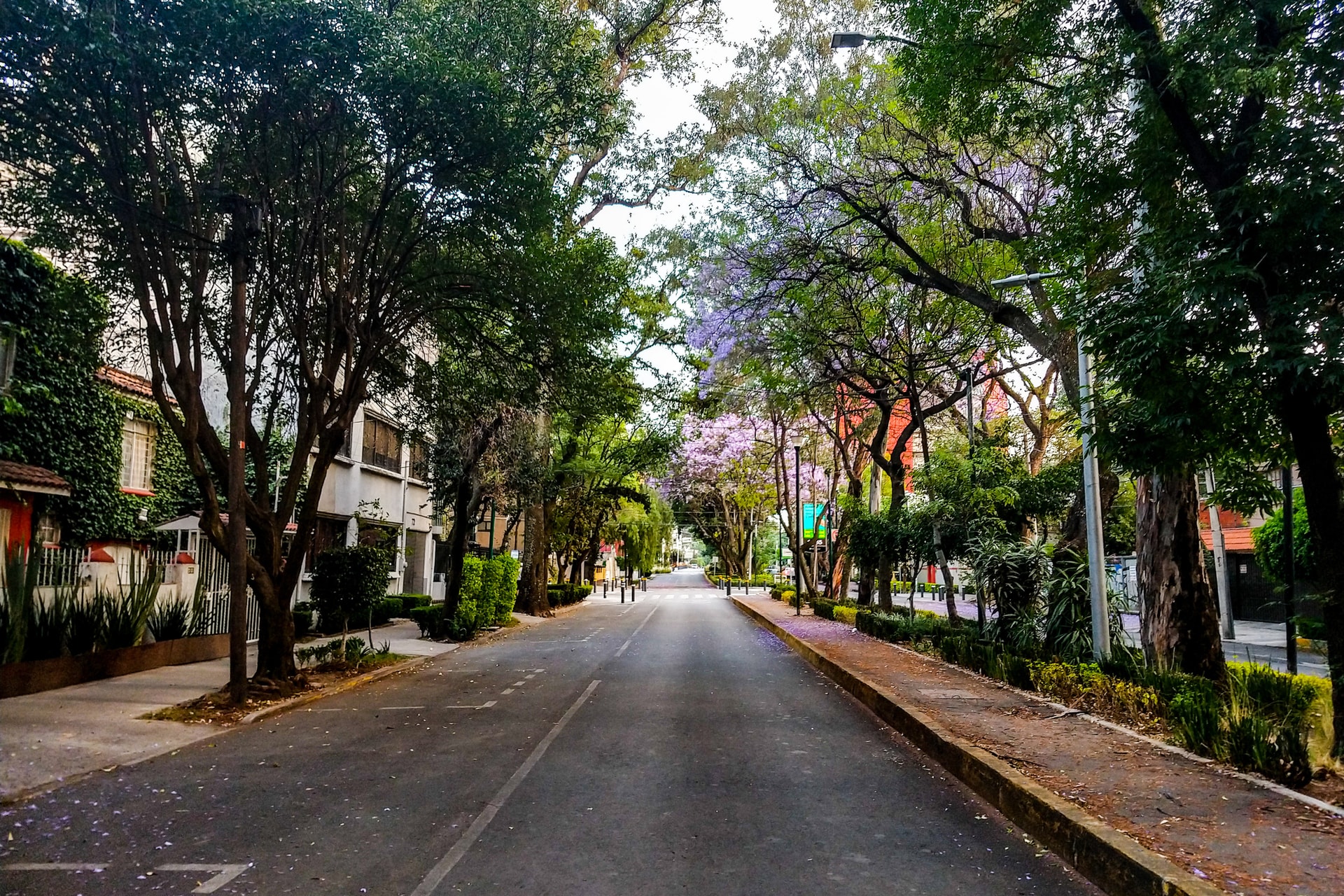 La Condesa, refugio de artistas, brilla con su ambiente relajado y multicultural.