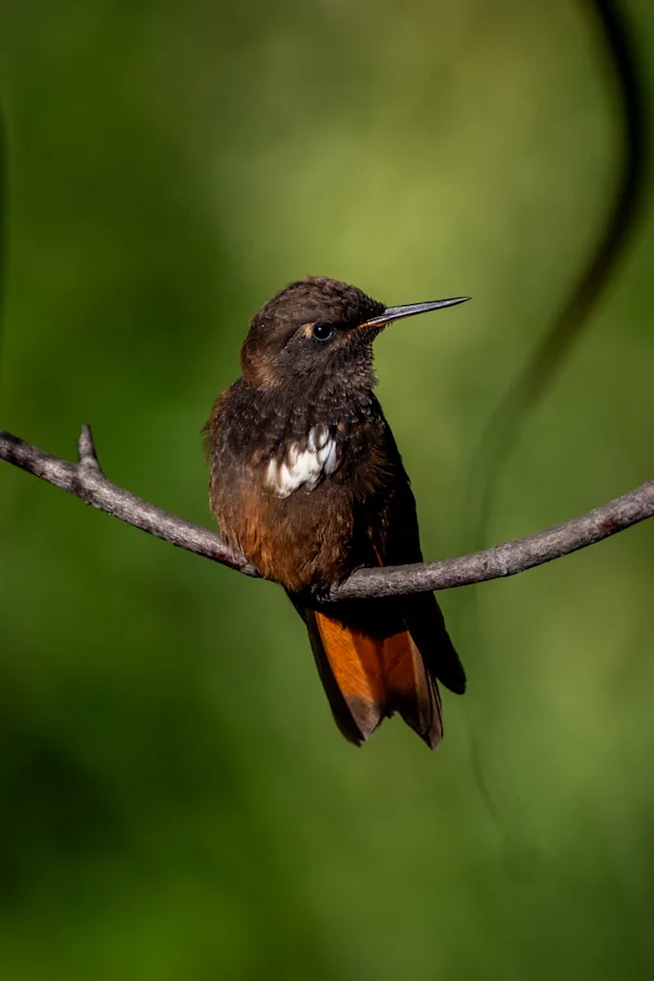 Hummingbird Perched on Branch, Peruvian Cloud Forest