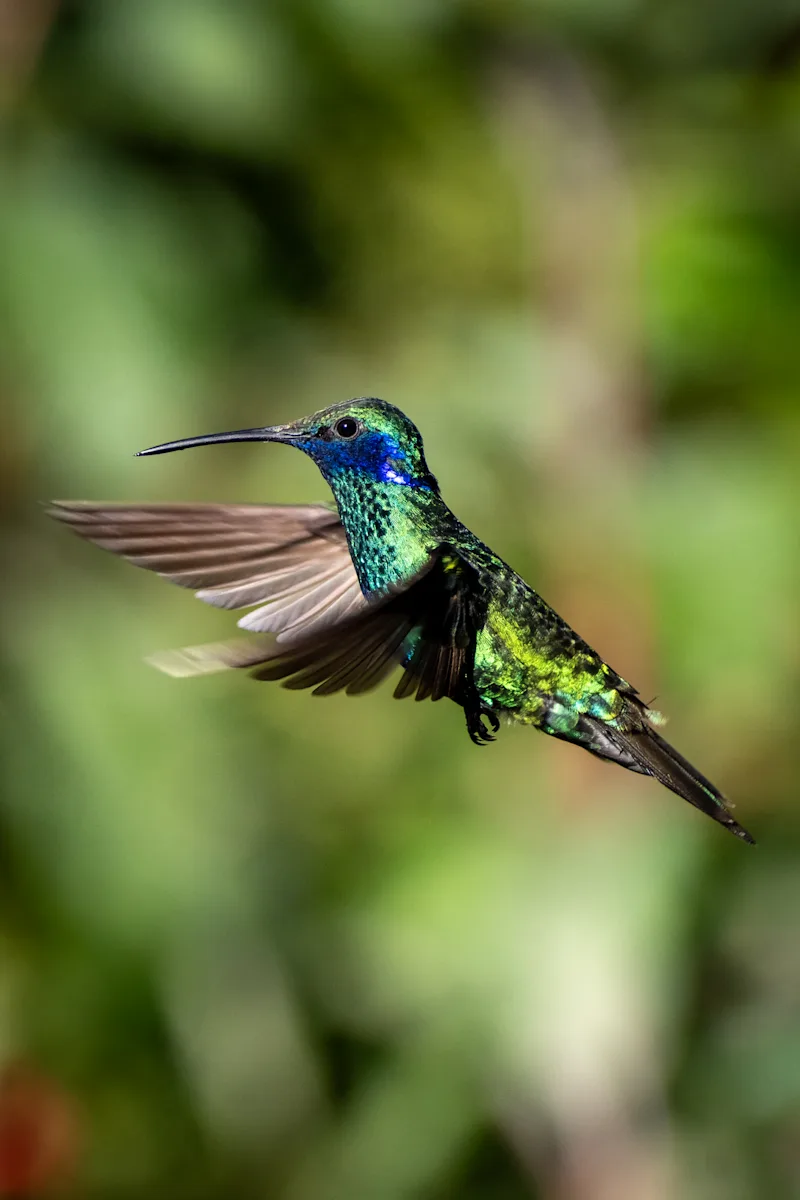 Coastal fishing villages, Andean cloud forests, and vibrant wildlife from across Peru.