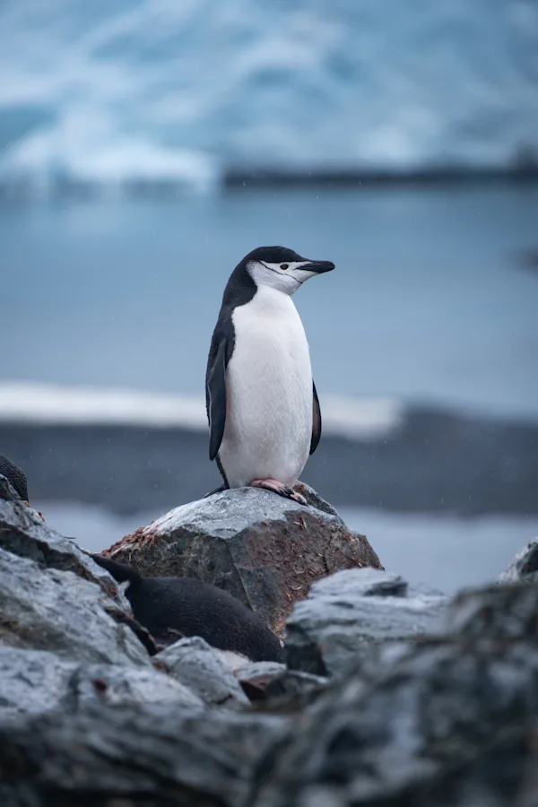Chinstrap Penguin, Antarctica