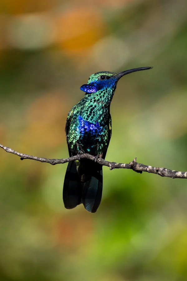 Sparkling Violetear Hummingbird Perched, Peru