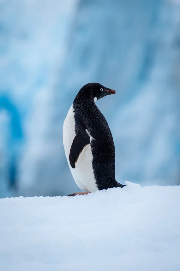 Adélie Penguin on Snow, Antarctica