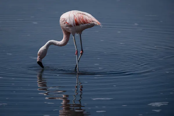 Chilean Flamingo Feeding, Atacama Desert