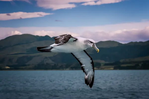 Albatross Soaring Over Kaikoura Waters