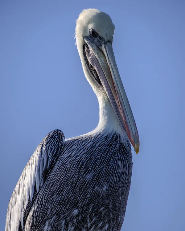 Peruvian Pelican Portrait, Peru