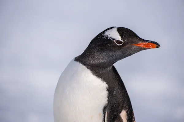 Gentoo Penguin Portrait, Antarctica