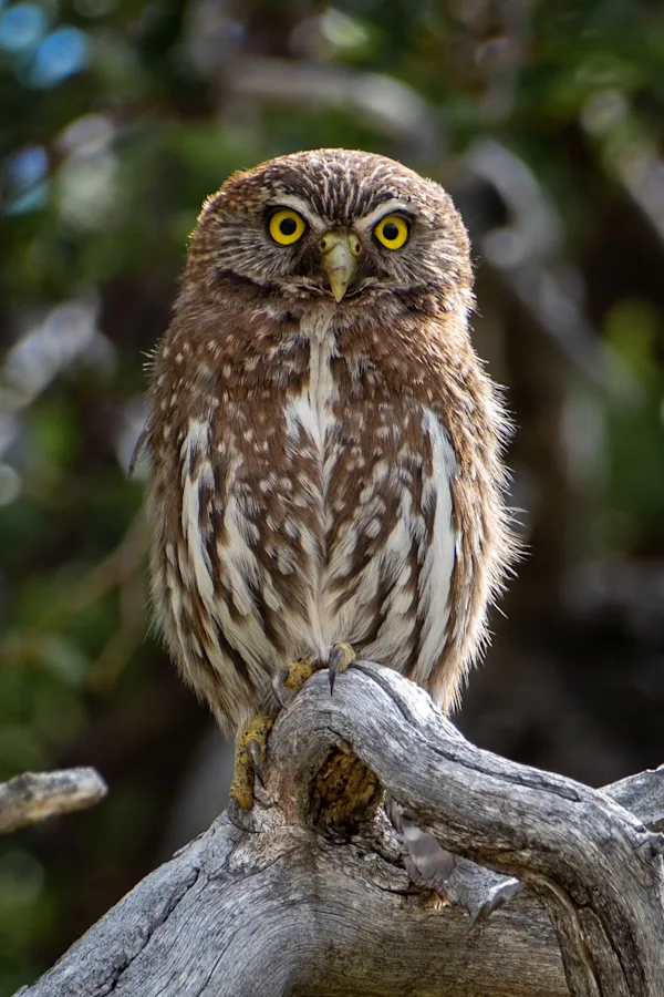 Austral Pygmy Owl, Patagonia