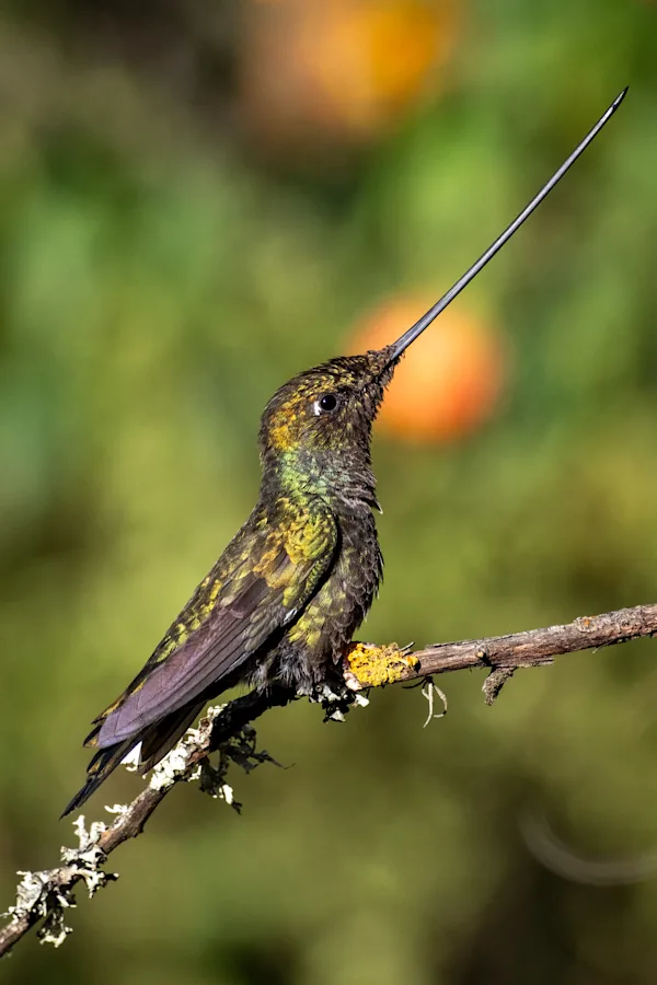 Sword-billed Hummingbird, Peru