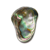 Abalone Shell - Energy Muse