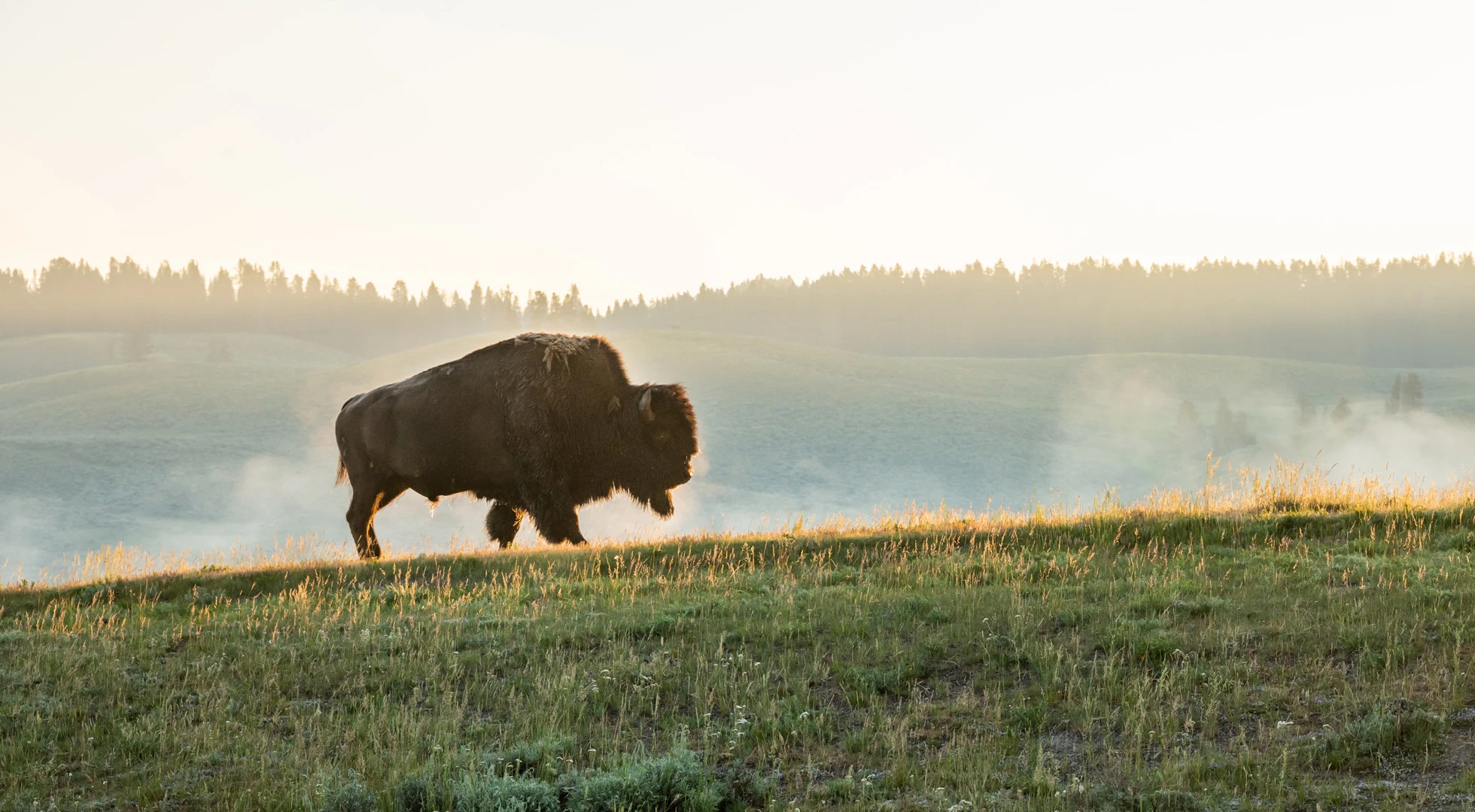 Buffalo - Index - Our Mission