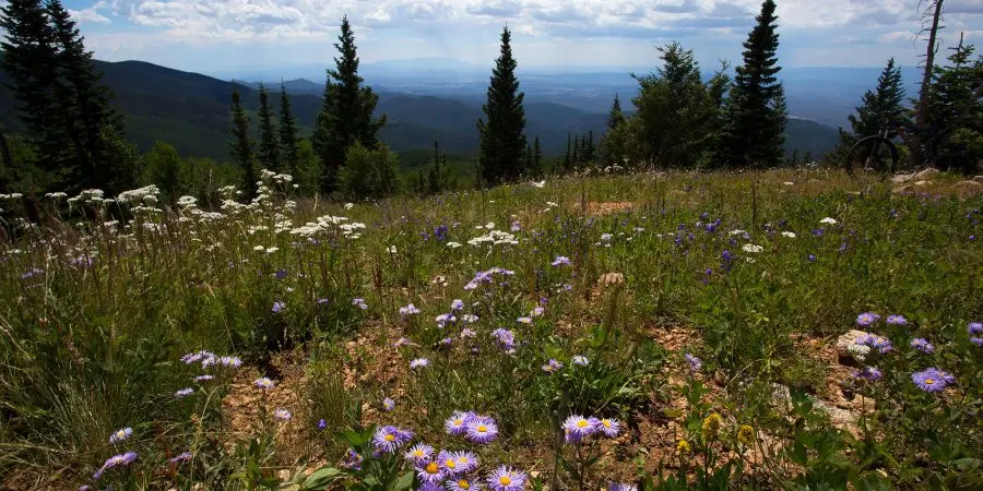 A field with wildflowers in it