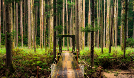 frontier financial planning bridge in the forest