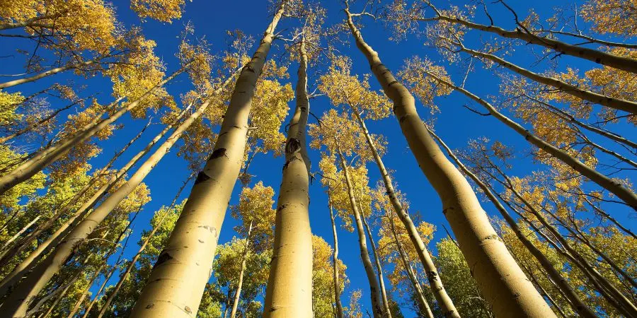 Looking upward at aspens treees