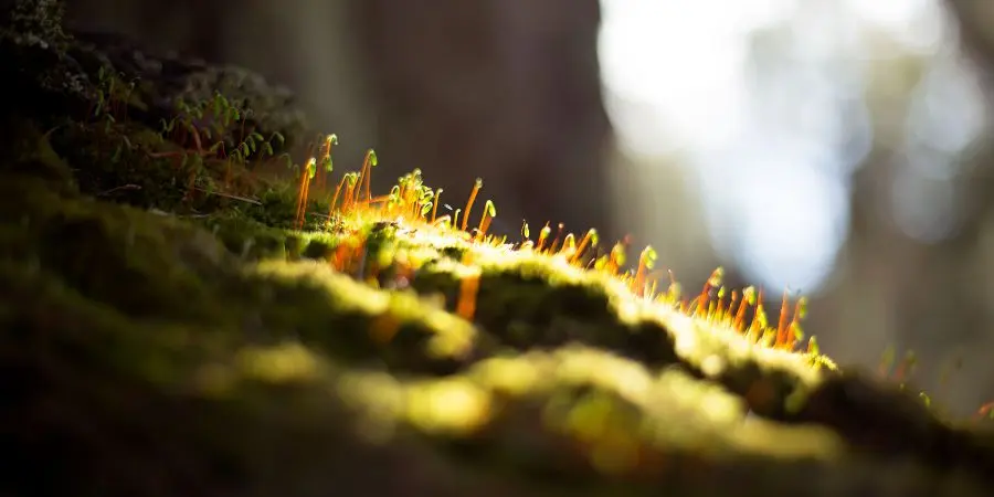 A closeup of a rock with moss growing on it