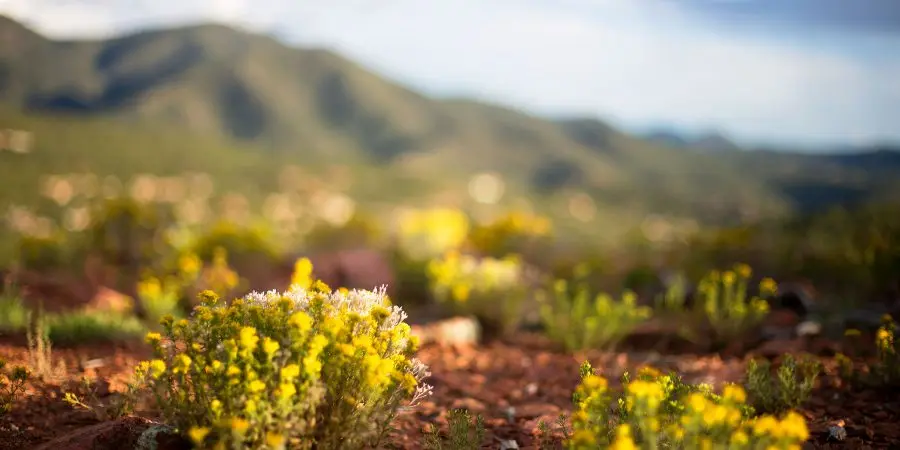 A desert landscape