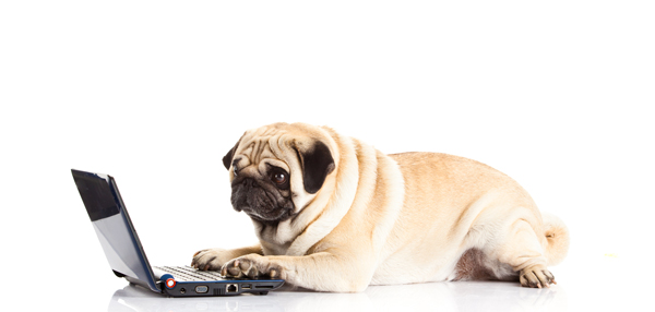 Dog sitting on floor using a laptop