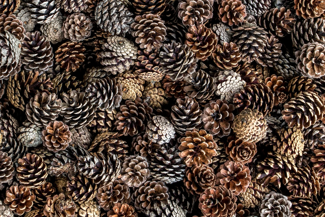 A large pile of pinecones