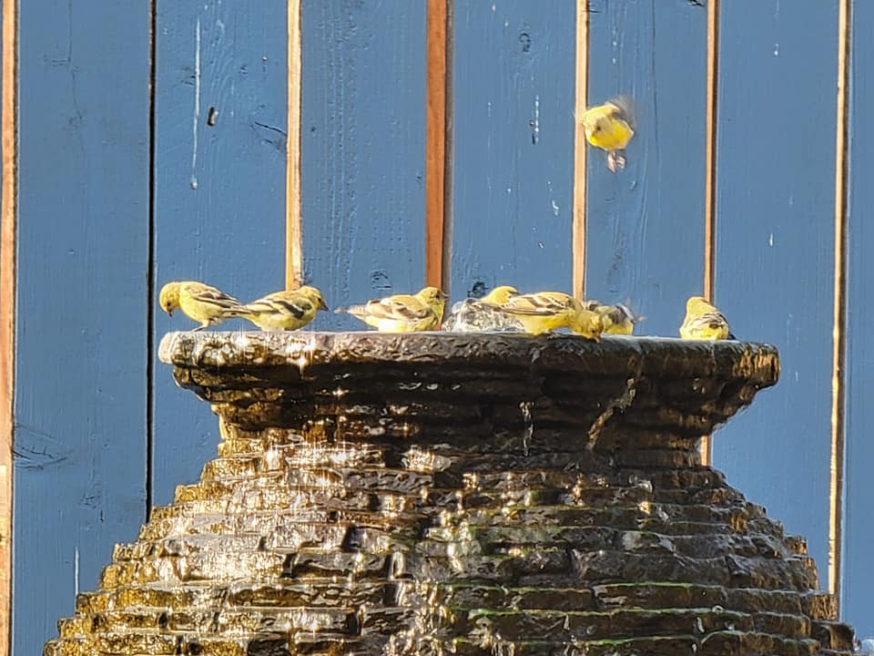 Birds in Water Fountain Andreatta Waterscapes Central Point Oregon