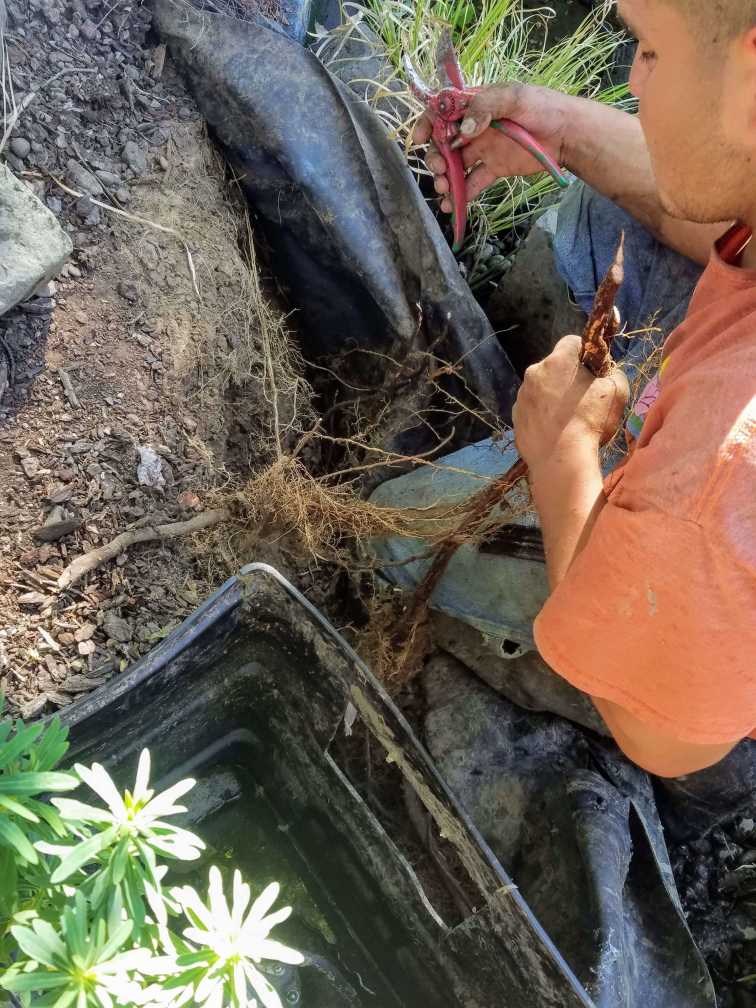 Pond Repair Leak from Roots Andreatta Waterscapes Phoenix Oregon