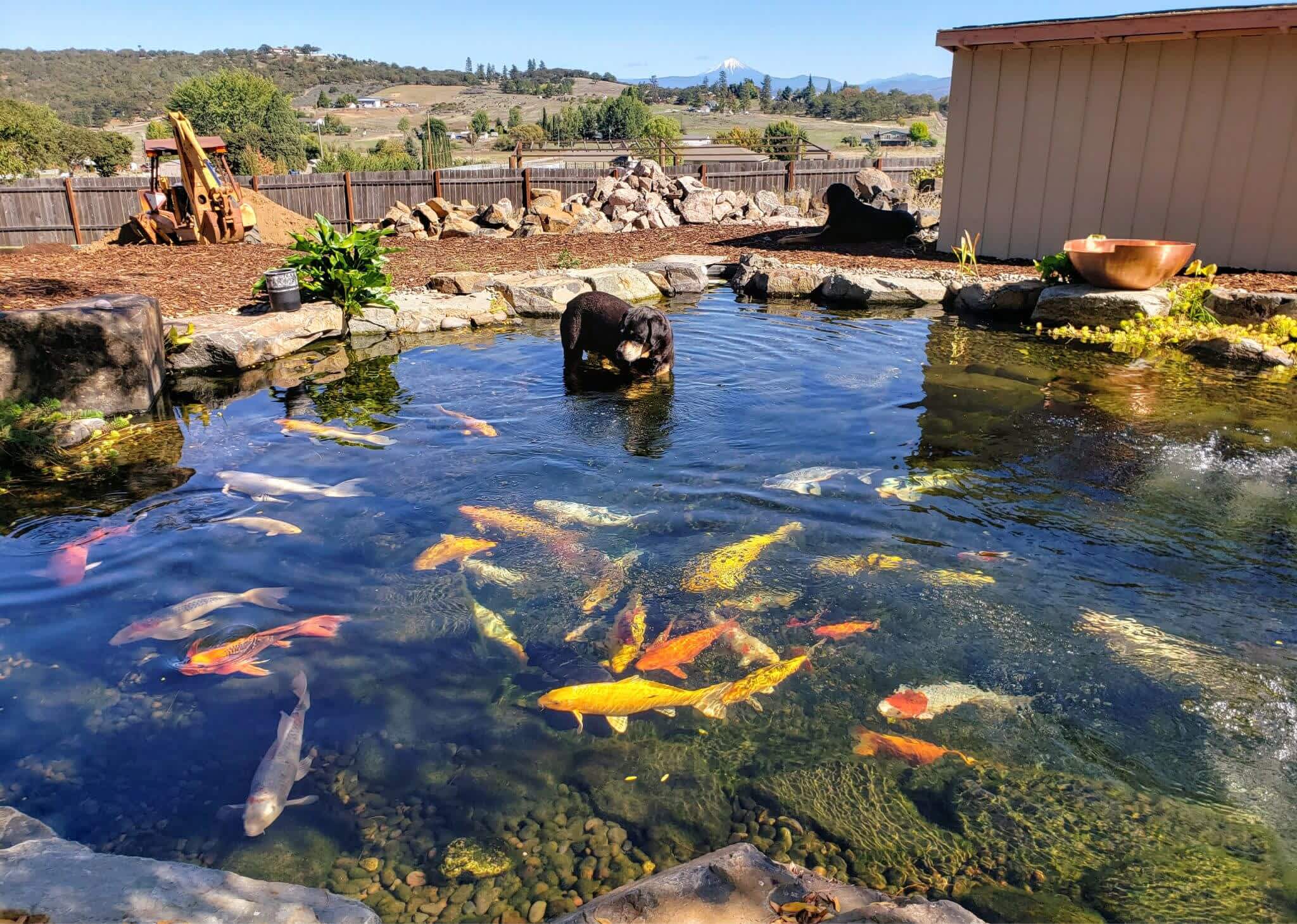 Koi Fish Pond Andreatta Waterscapes Southern Oregon