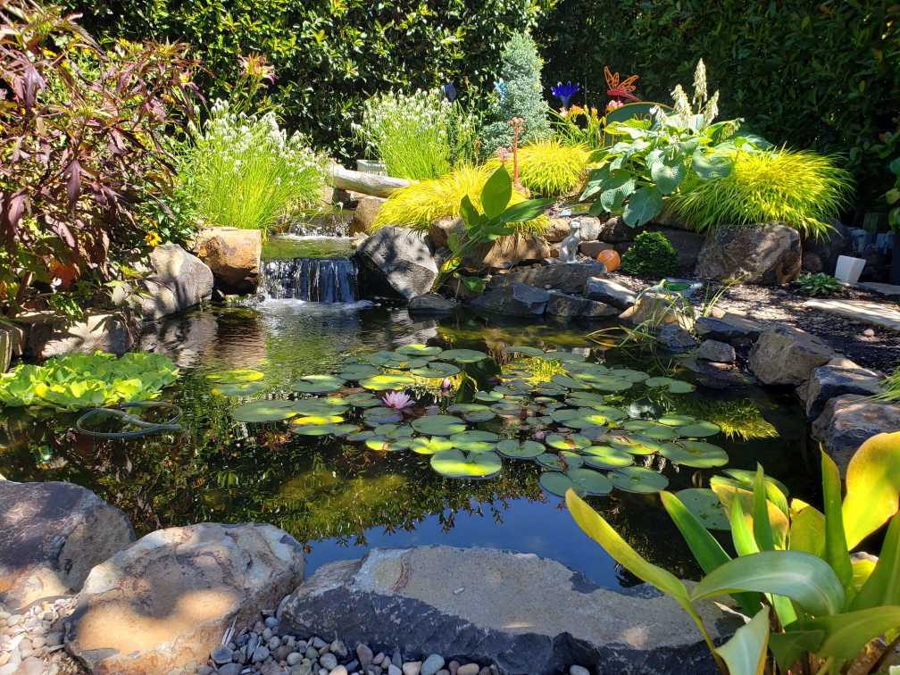 Water Garden Pond Andreatta Waterscapes Central Point Oregon