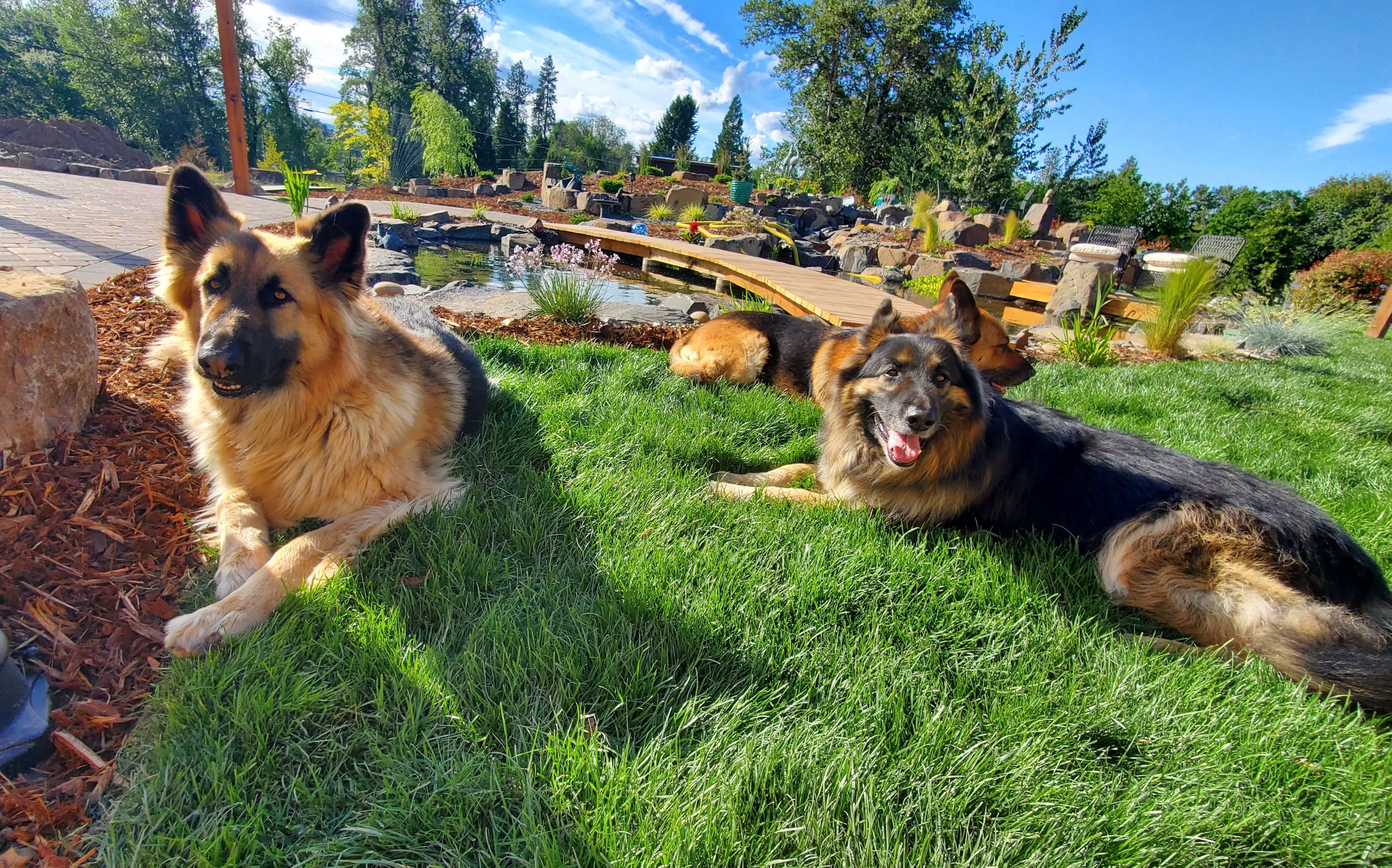 Dogs by Pond Andreatta Waterscapes Grants Pass Oregon