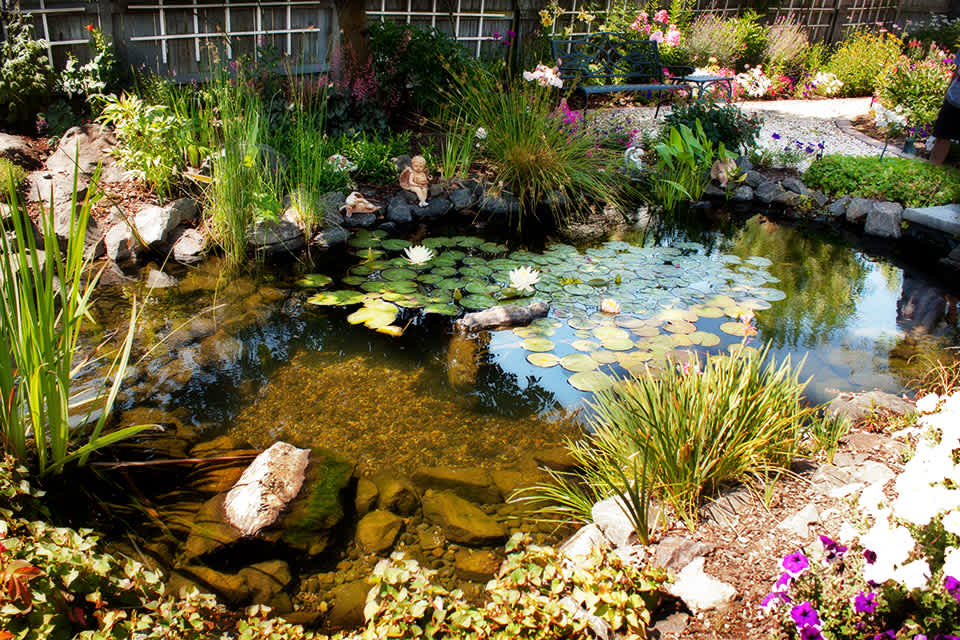 Pristine Ponds Be Gone! - Wildlife Ponds - Humane Gardener
