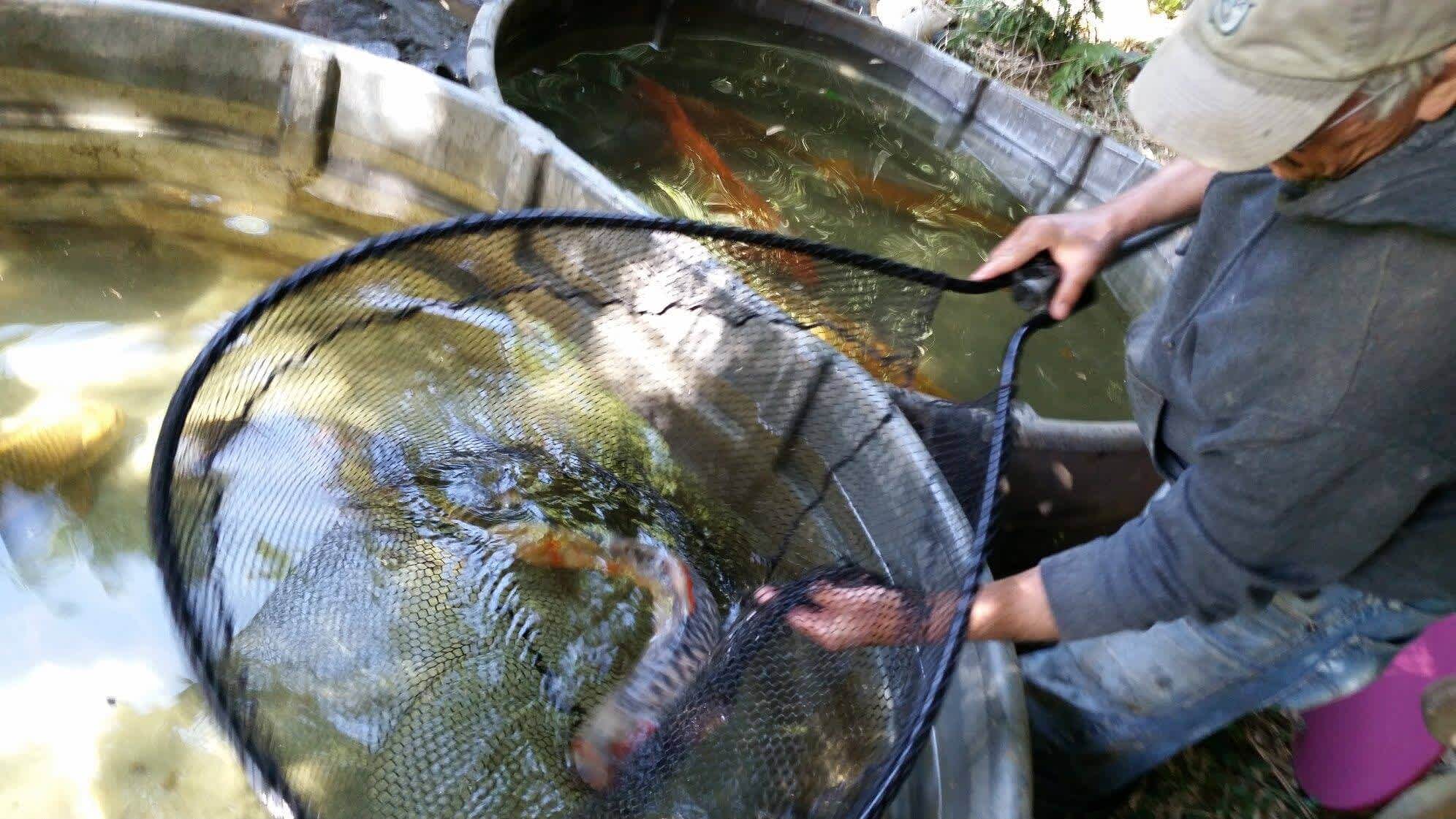 Pond Maintenance Koi Andreatta Waterscapes Central Point Oregon