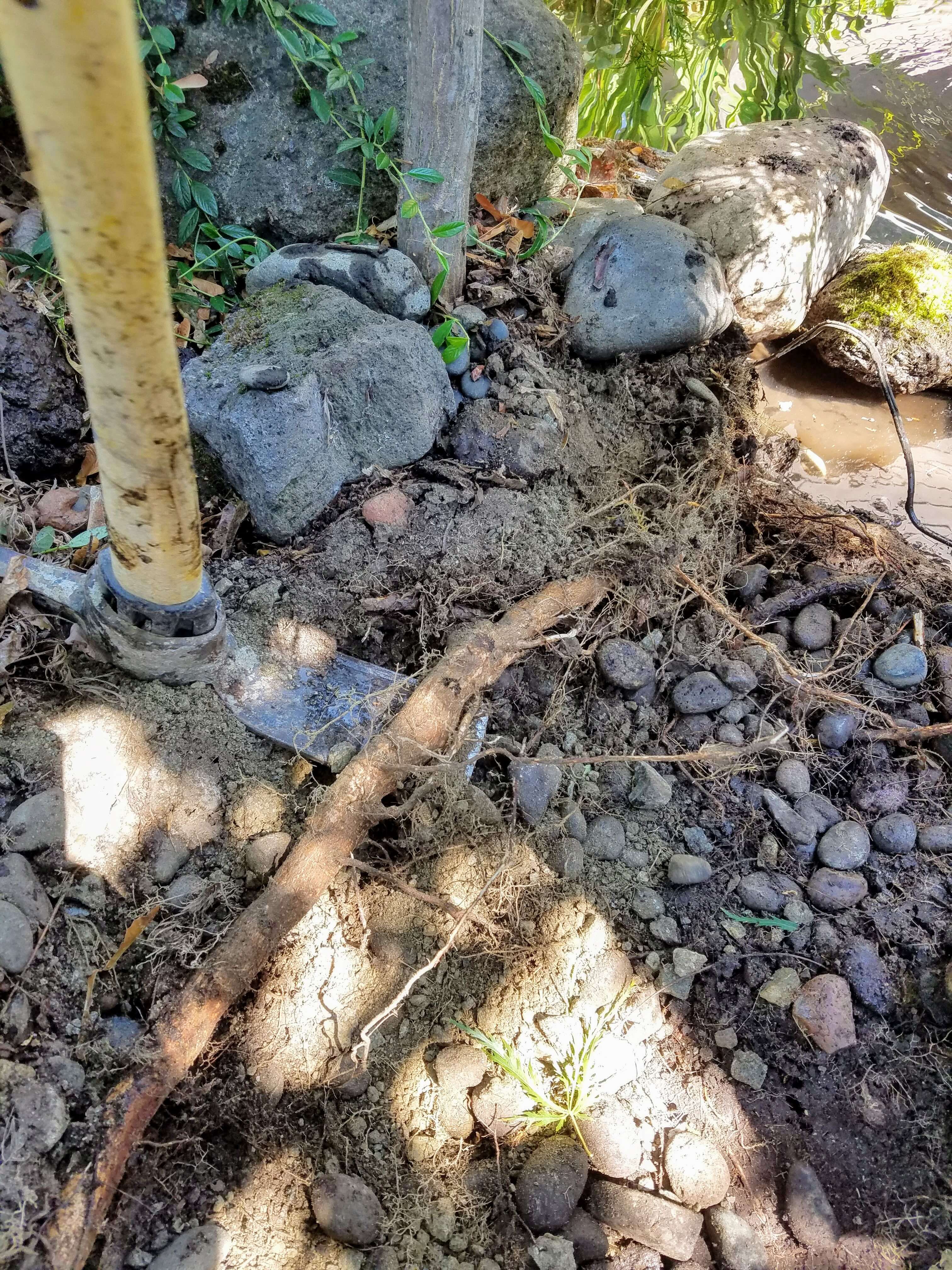 Pond Repair Leak from Roots Andreatta Waterscapes Medford Oregon