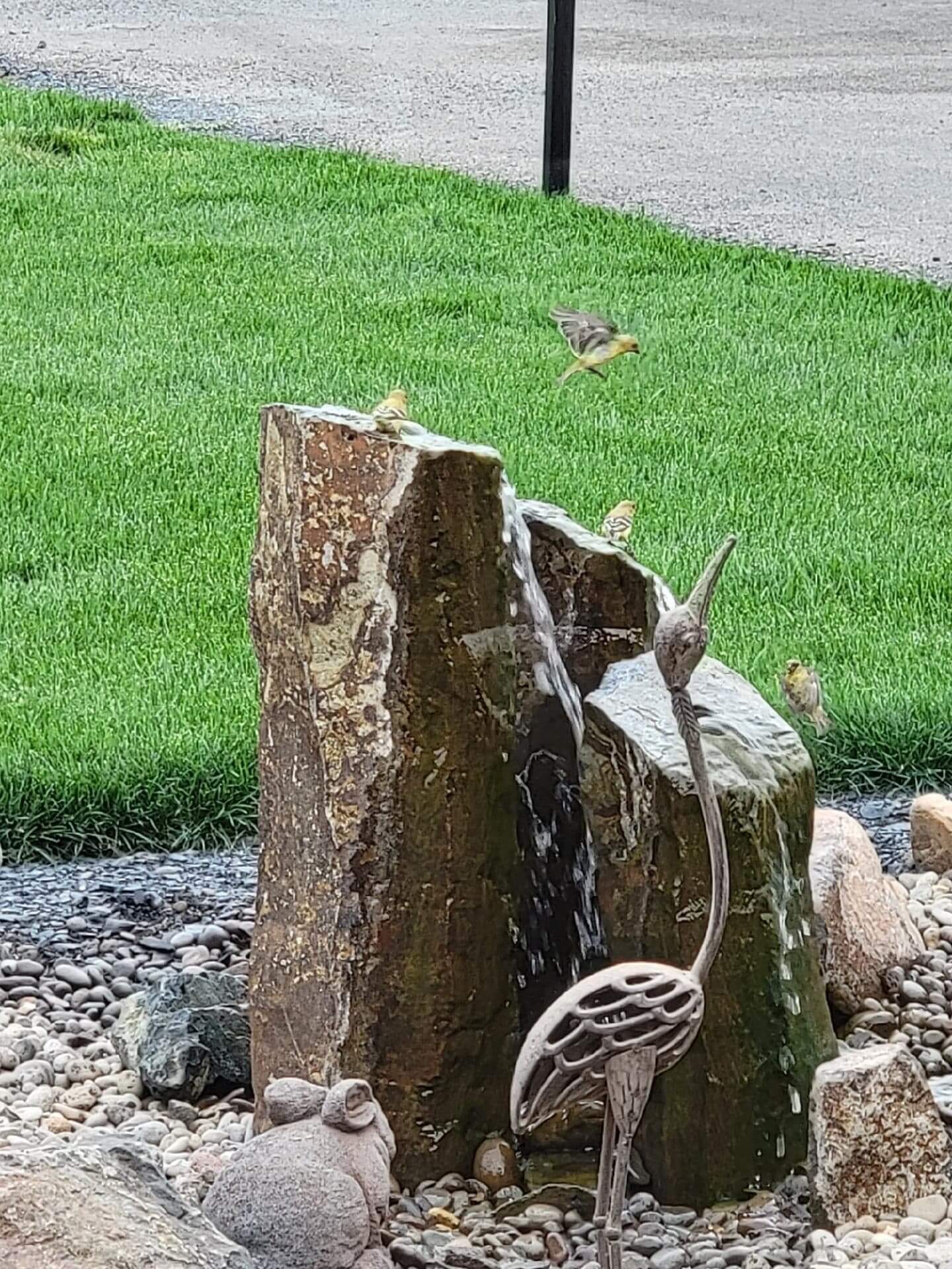 Birds in Bubbling Rock Fountain Andreatta Waterscapes Grants Pass Oregon