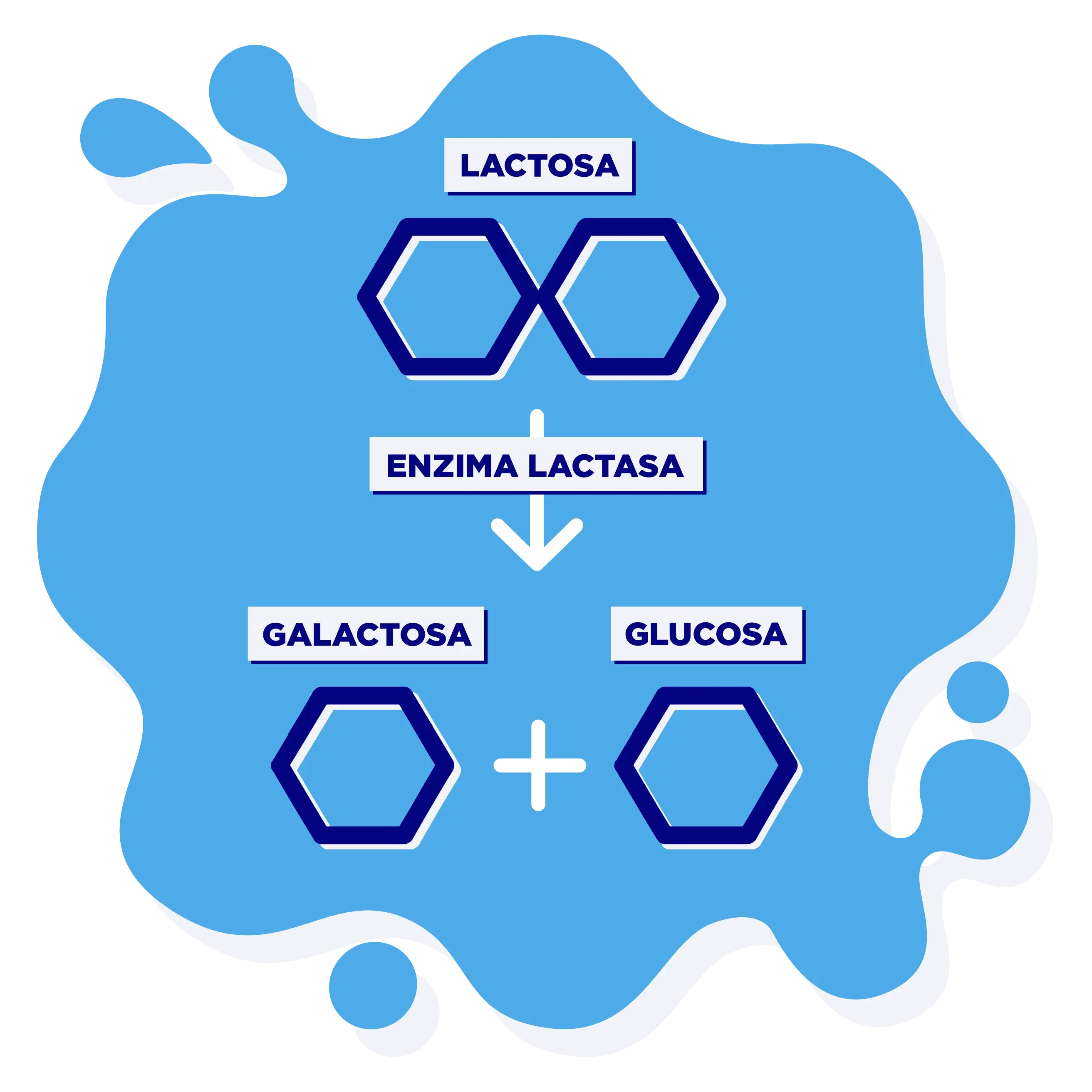 Lactose intolerance information, image size:2625x2625