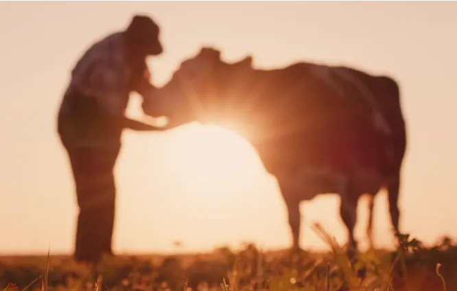 Farm field during sunset on the foreground and farmer petting cow on the background